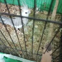 عروس پاریس|پرنده|بندر ماهشهر, |دیوار