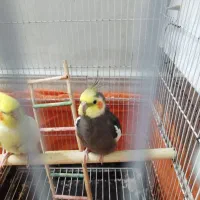 عروس هلندی مولد با جوجه