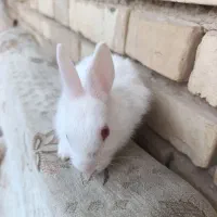 دو عدد خرگوش چشم شرابی سفید اهلی کوچک