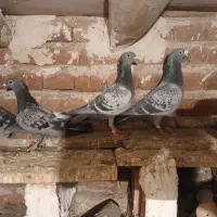 فروش ۸ عدد شامی|پرنده|خسروشاه, |دیوار