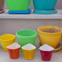 تعدادی گلدان|گل و گیاه طبیعی|شیروان (خراسان), |دیوار