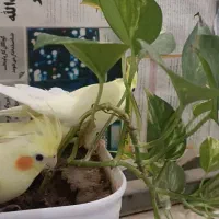 عروس هلندی|پرنده|جیرفت, |دیوار