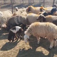 میش و قوچ  داشتی ( فروش به تعداد دلخواه مشتری)