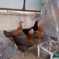 مرغ رسمی جوان کرچ شو