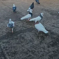 کبوتررنگه هوایی