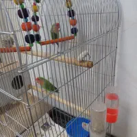 فروش دو عدد طوطی برزیلی