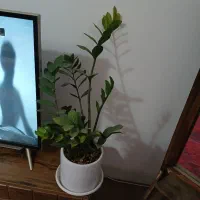 تعدادی گل و گلدان