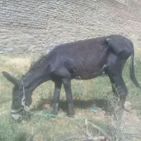 فروش الاغ