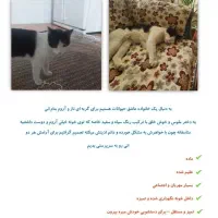 واگذاری گربه
