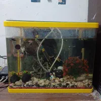 اکواریوم