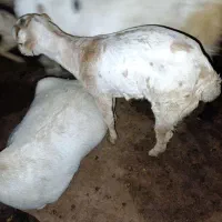 کهره دوقلو زا زات دارع معاوضه با متور مزایده