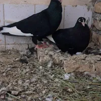 یک جفت کفتر قره مینا درجه یک فروشی