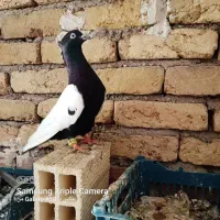 کبوتر|پرنده|قره ضیاالدین, |دیوار