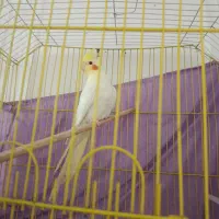 عروس هلندی لوتینو