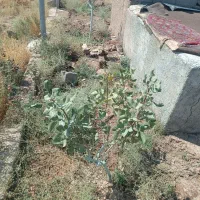 باغچه‌سمت‌صالحیه‌نظراباد‌۷۰۰متر