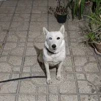 سگ هاسکی|سگ|شیراز, زند|دیوار