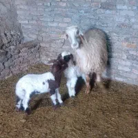 میش بره دو قلو بز قوچ