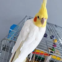 عروس هلندی نر دستی 9 ماهه
