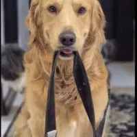 سگ گلدن|سگ|گرمدره, |دیوار