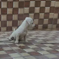 سگ،شیتزو پامر|سگ|بم, |دیوار