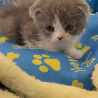 بچه گربه بریتیش اسکاتیش