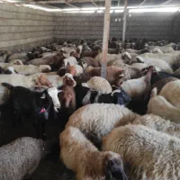 فروش میش