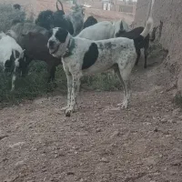 واگذاری گوسفندی دیوانه