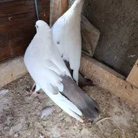 کبوتر دم بادمجانی|پرنده|میانه, |دیوار