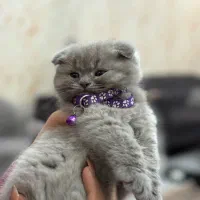 اسکاتیش فولد|گربه|تبریز, |دیوار