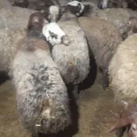 شیشک‌وبره‌