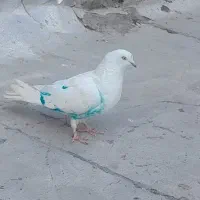 کفتر جوجه میخام