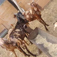 عسلویه اخند