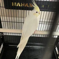 عروس هلندی موتاسیون ماده کرم فیس و نر سیلور بلک هد