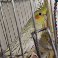 عروس هلندی|پرنده|ساوه, |دیوار