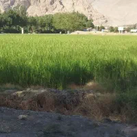 شلتوک درجه یک اورگانیک|خوردنی و آشامیدنی|مرودشت, بهارستان|دیوار