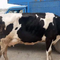 گاوشیری|لوازم جانبی حیوانات|مینودشت, |دیوار