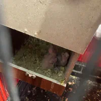 طوطی عروس مولد|پرنده|ری, ظهیرآباد|دیوار