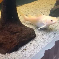 ردتیل البینو اسیایی و پاکو