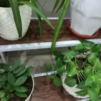 استند ۴ پله|گل و گیاه طبیعی|قدس, شهر‌قدس|دیوار