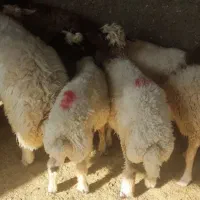 سوپر گوشت وقصابی کاور وشک پروار ترجگ کبابی چاق|خوردنی و آشامیدنی|سیوان, |دیوار