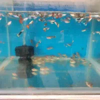 انواع ماهی زینتی|ماهی|همدان, |دیوار