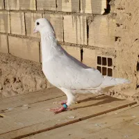 سفید|پرنده|شاهرود, |دیوار