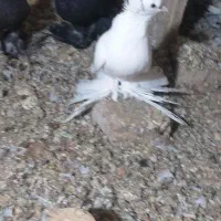 کبوتر بوینی گولی فیلی مایا پاپر|پرنده|لاهیجان, انقلاب|دیوار