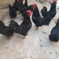 تخم نطفه دار استرالوپ