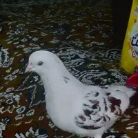 کبوتر غریب گرفته