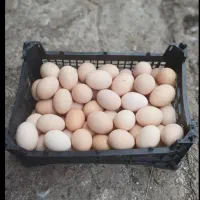 تخم مرغ محلی و رسمی