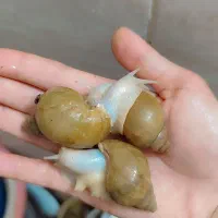 حلزون
