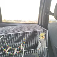 عروس هلندی گم شده