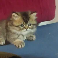 واگذاری گربه|گربه|قشم, |دیوار