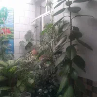 گل فیکوس بلند